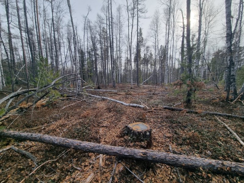 В Забайкалье сотрудники полиции раскрыли незаконную рубку леса