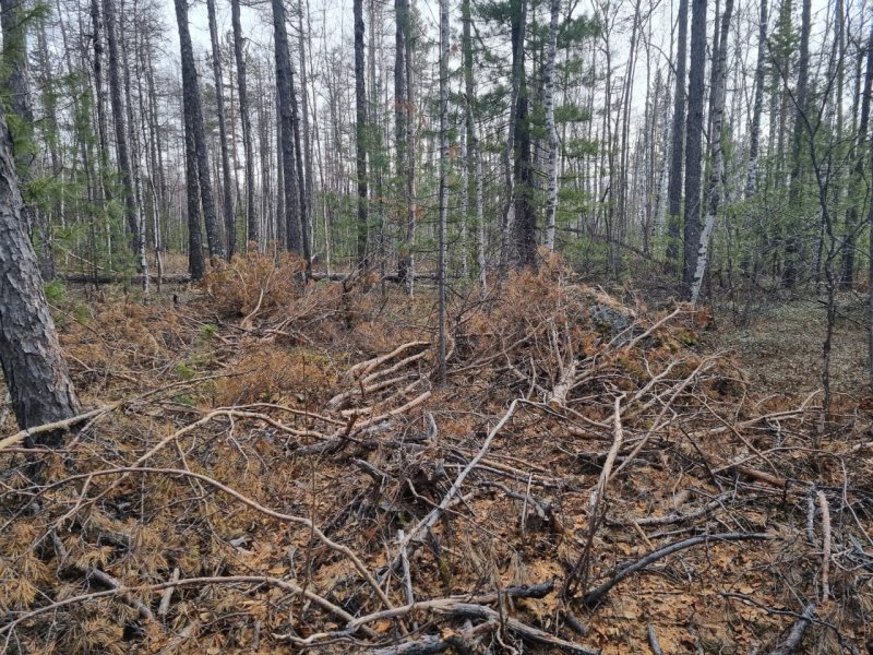 В Забайкалье сотрудники полиции раскрыли незаконную рубку леса